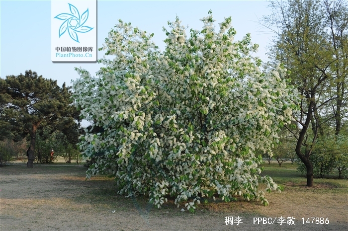 蔷薇科,稠李属植物,落叶乔木,高可达15米;树皮粗糙而多斑纹,老枝紫