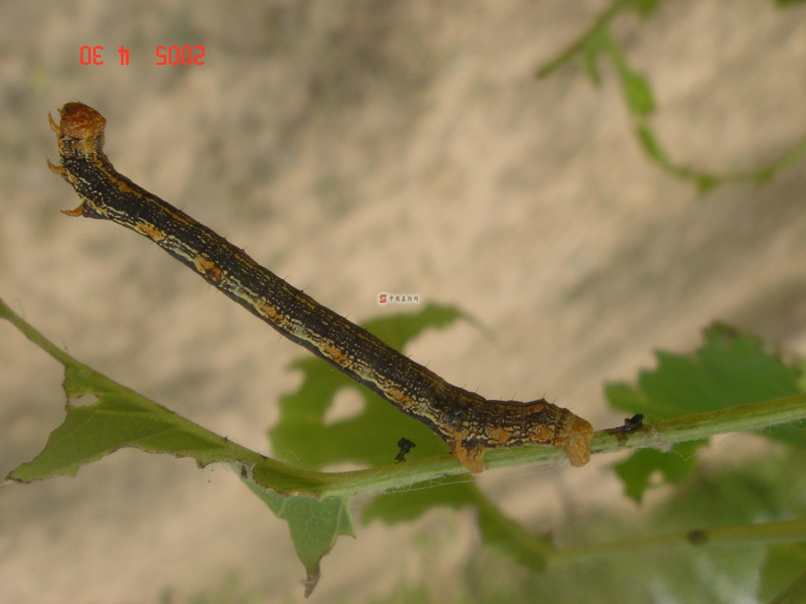  p>春尺蠖是一种有害昆虫,为 a href="#" data-lemmaid="1534992">鳞