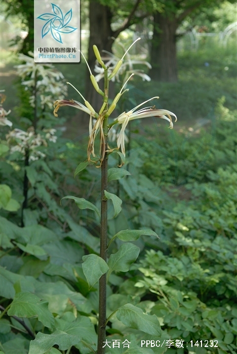  p>大百合(拉丁学名: i>cardiocrinum giganteum /i>(wall.