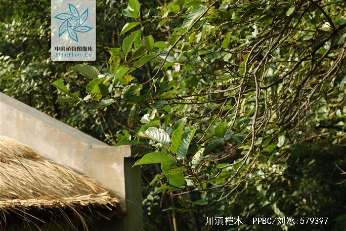  p>川滇桤木(学名: i>alnus ferdinandi-coburgii  /i>schneid.