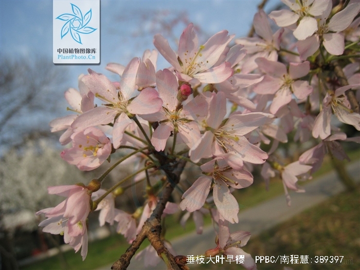  p>垂枝大叶早樱(学名: i>cerasus subhirtella /i> (miq.) sok. var.