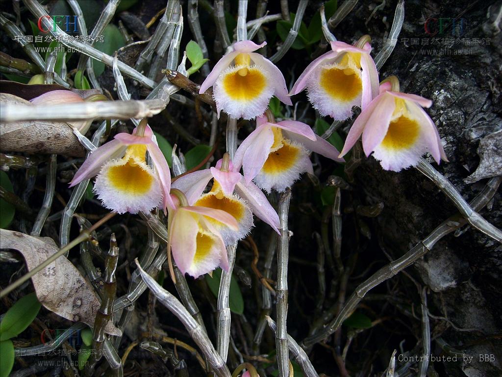  p>美花石斛(学名: i>dendrobium loddigesii /i>  rolfe): a target=