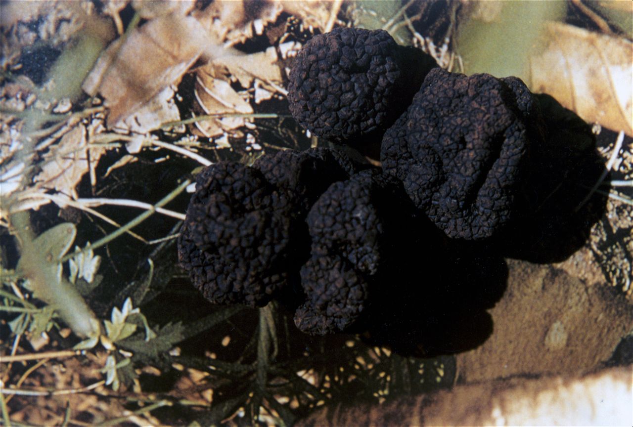  p>印度块菌( i>tuber indicum /i> cooke et massee ),又名中国块菌