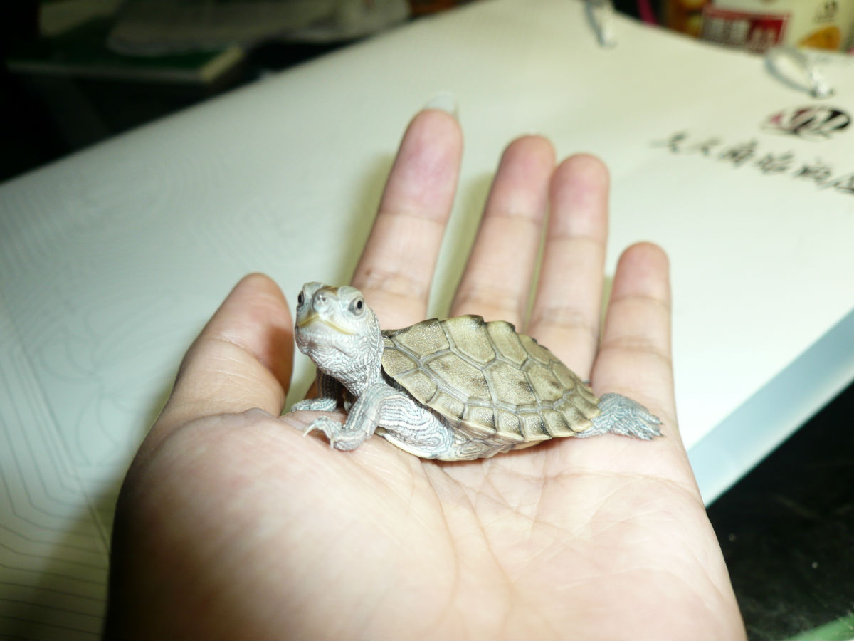  p data-id="tipfalk0xclb">地图龟,龟鳖目泽龟科地图龟属;别名锯齿脊