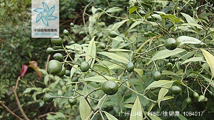  p>广州山柑,中药名.