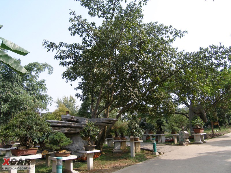  p>黄果榕(学名:ficus benguetensis merr.