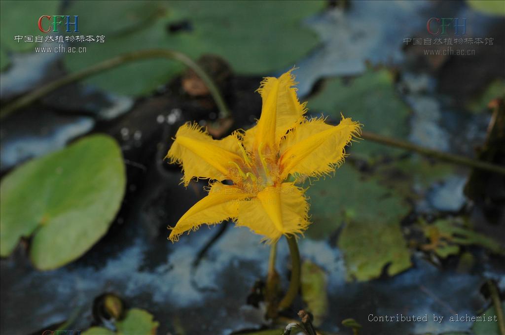  p>水金莲花,别名: a href="#" data-lemmaid="22953">金莲花 /a>