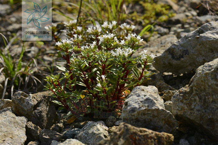  p>滨海珍珠菜(lysimachia mauritiana lam. encycl. meth.