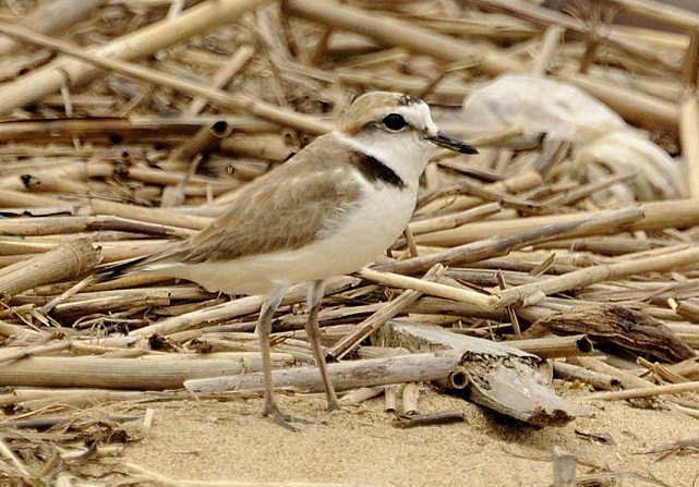  p>白脸鸻(学名: i>charadrius dealbatus /i>):体长16-17厘米,属中