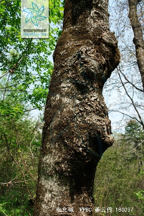  p>东北槭(学名: i>acer mandshuricum /i> maxim.