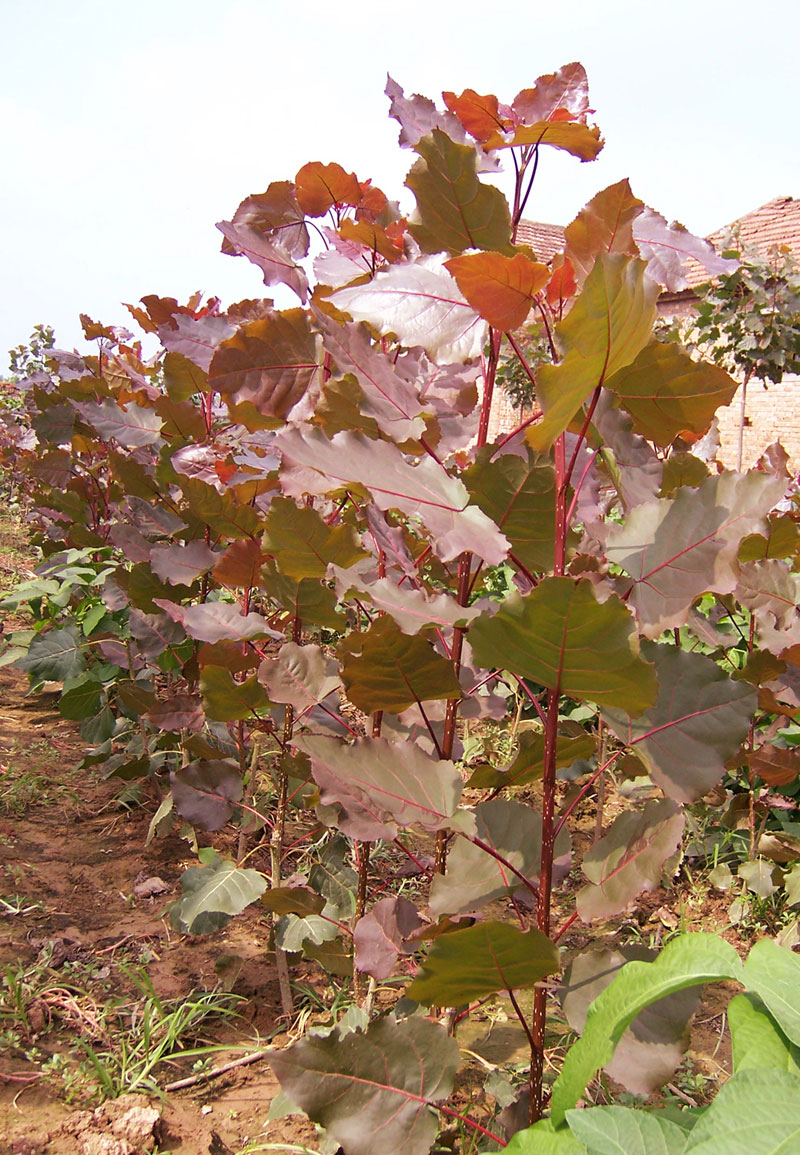  p>红叶杨(学名: i>populus  /i> i>'zhonghua hongye&amp