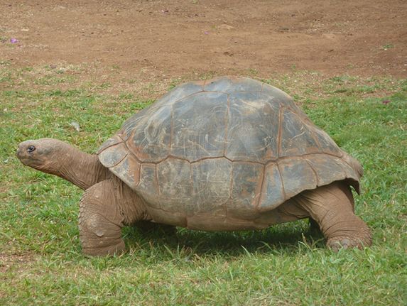 galapagos giant tortoise