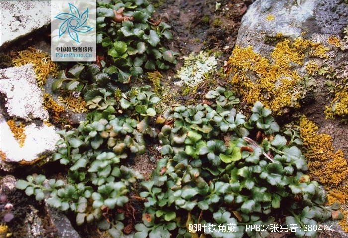  p>卵叶铁角蕨(学名: i>asplenium ruta-muraria  /i>l. sp.