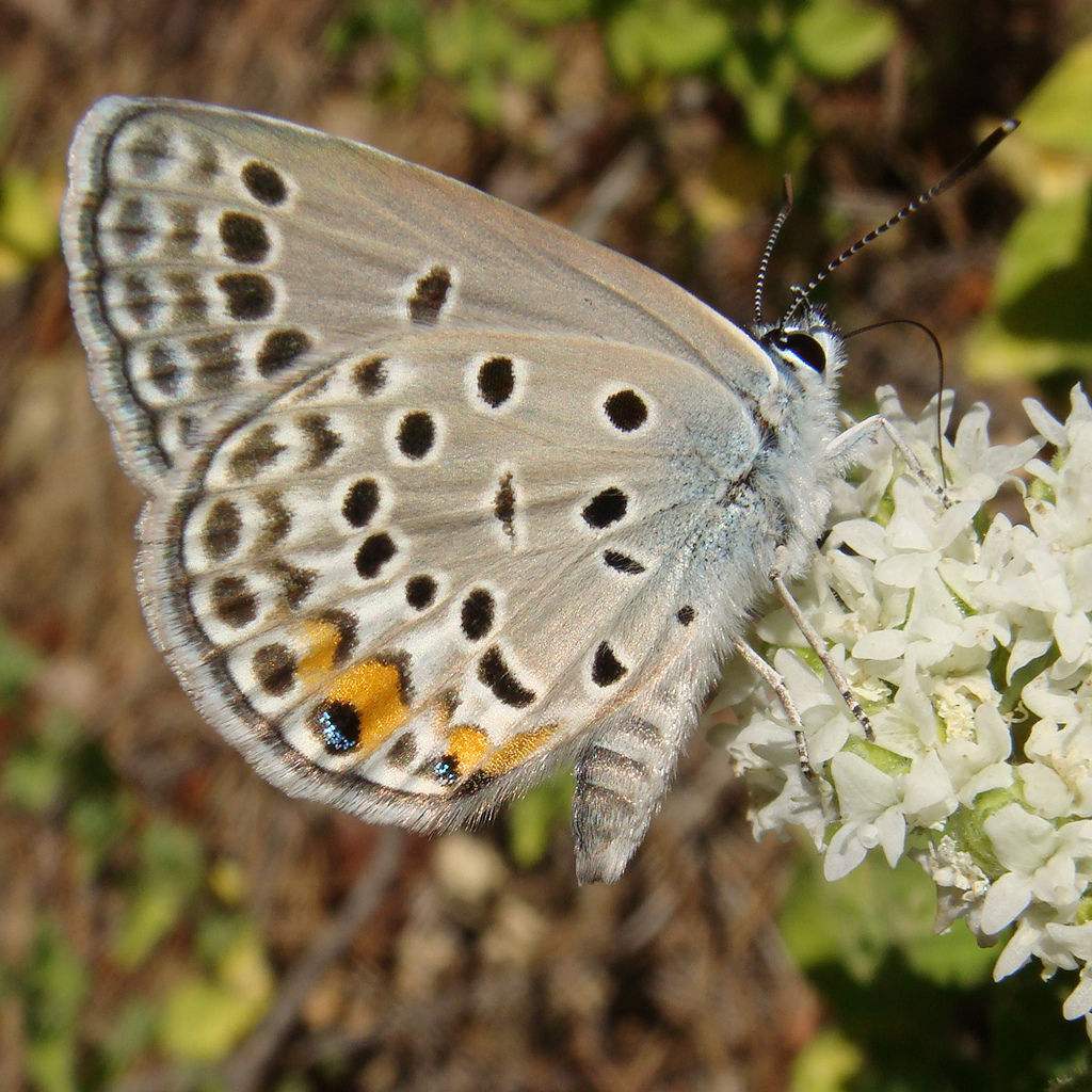 morpho helenor leontius