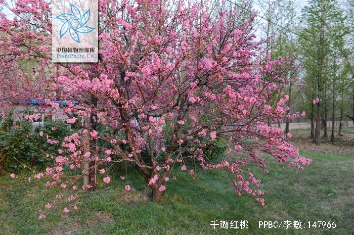  p>千瓣红桃(学名: i>amygdalus persica /i> l. var.