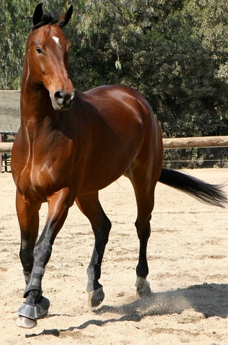  /i>):是现存数量最多的奇蹄目成员,5000多年前被人类驯化为家畜,用于