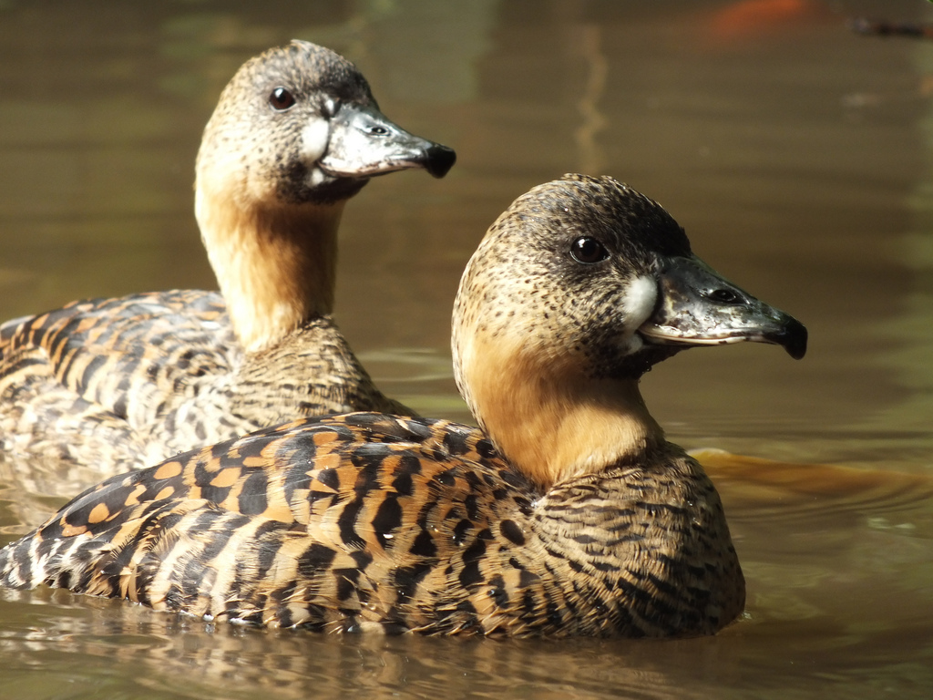  p>白背鸭(学名:thalassornis leuconotus)是鸭科白背鸭属的唯一物种.