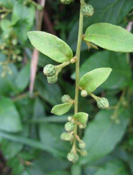  p>滇西斑鸠菊(学名: i>vernonia forrestii  /i>anthony)是 a target