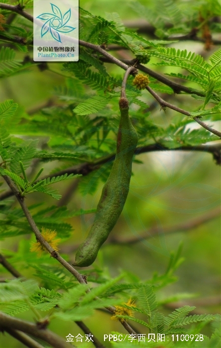 别名:鸭皂树,刺球花,消息树等;灌木或小乔木,树皮粗糙,褐色,多分枝
