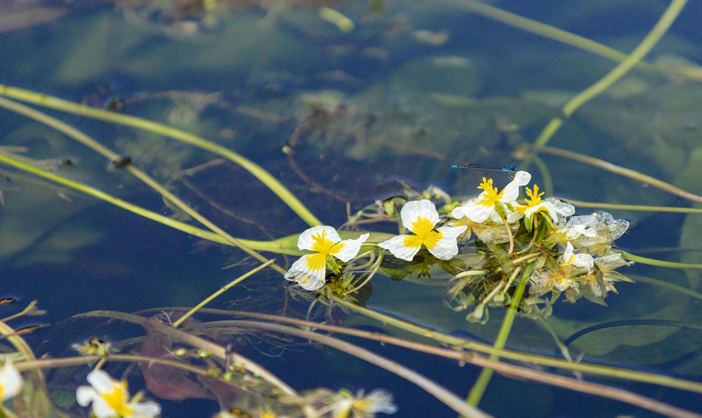  p>靖西海菜花为沉水草本植物.根茎短,长约2厘米,径约5毫米.