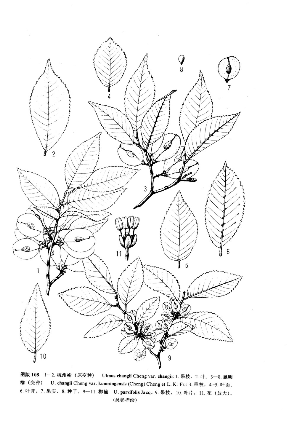 ulmus parvifolia jacq.