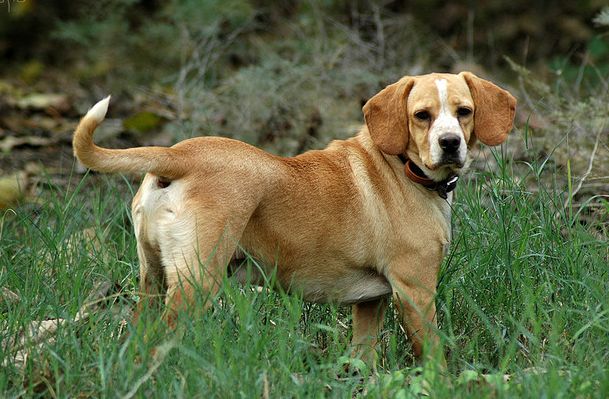  p>普通家犬,也称"家狗",是最常见的犬科 a target="_blank" href="