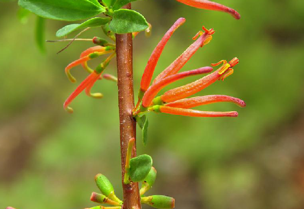  p>柳树寄生,中药名.