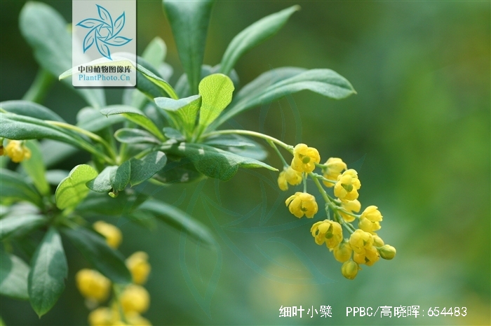  p>细叶小檗(学名: i>berberis poiretii /i> schneid.