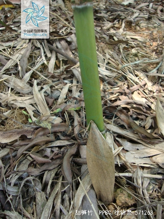  p>甜笋竹(学名: i>phyllostachys elegans  /i>mcclure)是禾本科