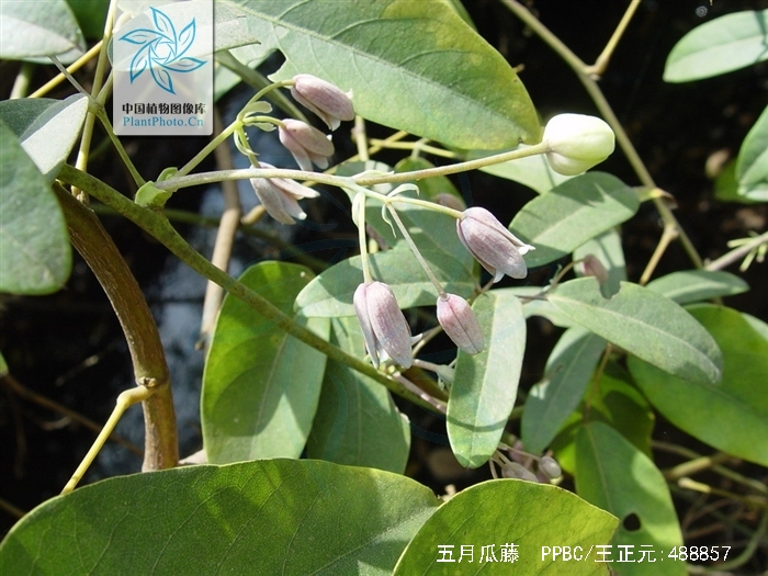  p data-id="tzaxbjxy18tu">五月瓜藤( i>holb