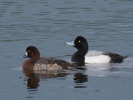  p>斑背潜鸭(学名: i>aythya marila /i>)体长42-47厘米,翼展68-75