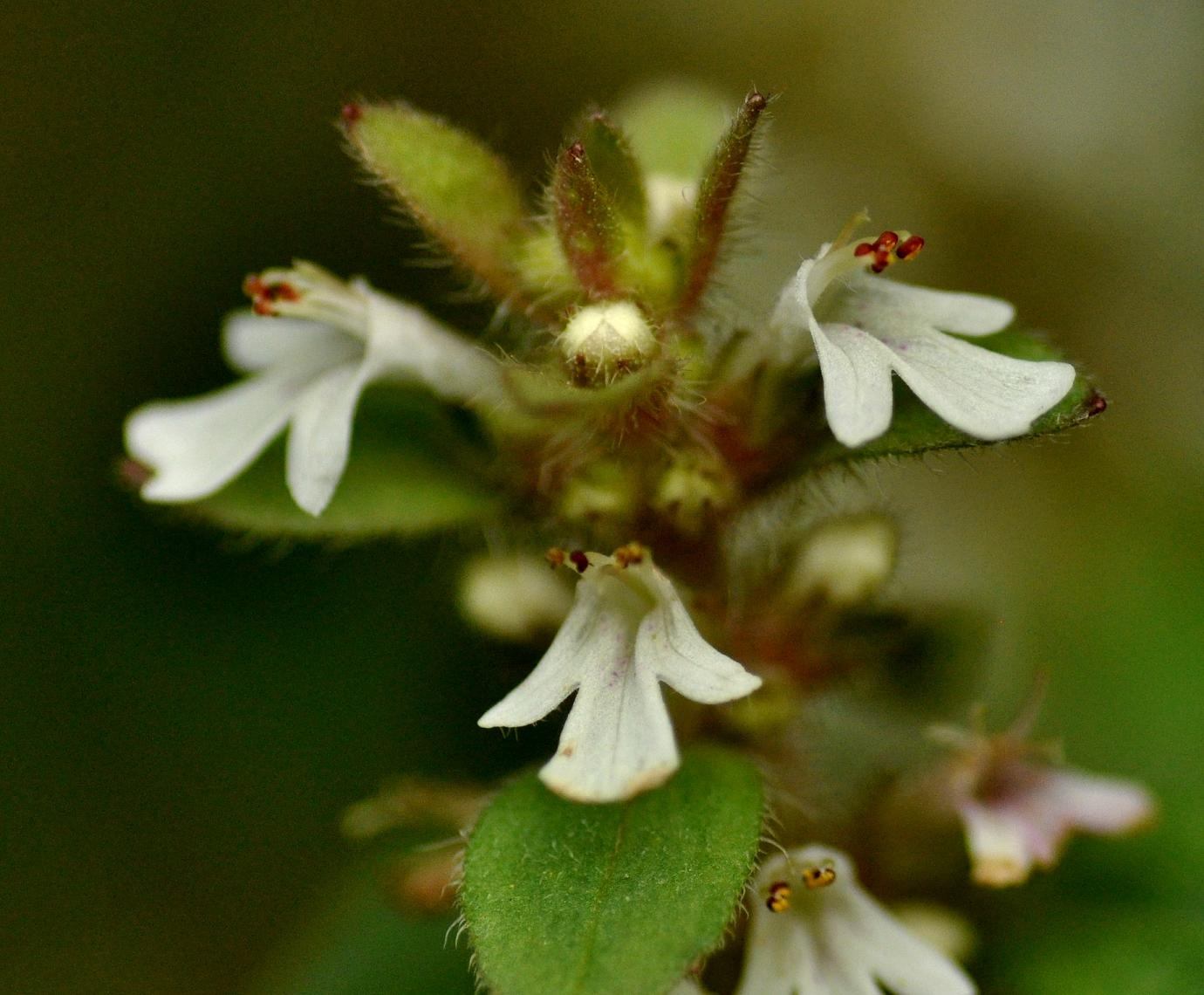 8074290" data-lemmaid="8074290">学名 /a>:vallisneria),所属植物界