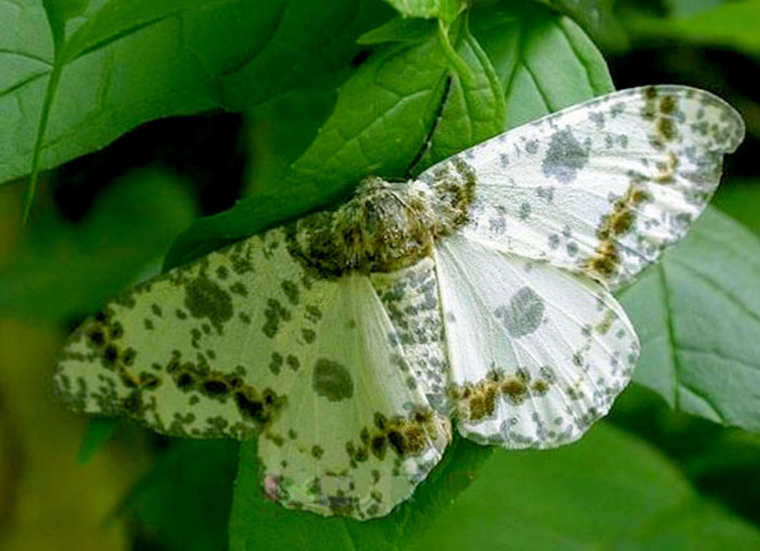  p>春尺蛾, i>apocheima cinerarius  /i>erschoff, a target="_blank