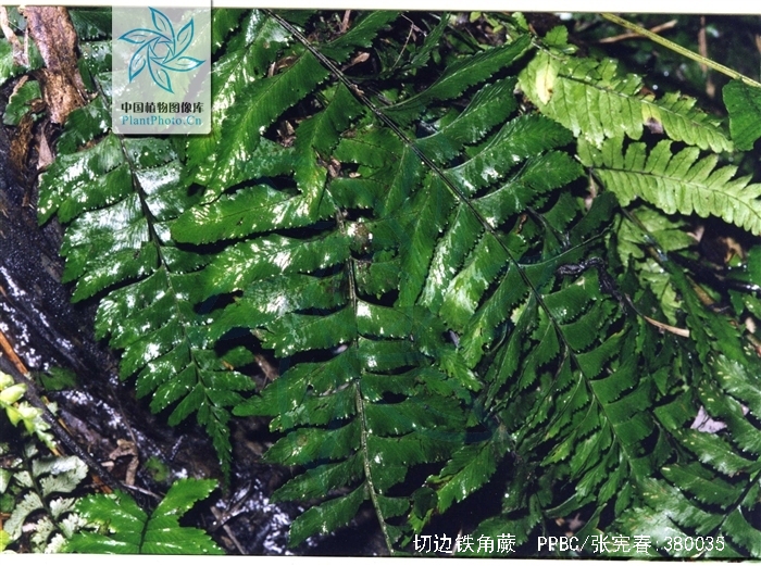 切边铁角蕨