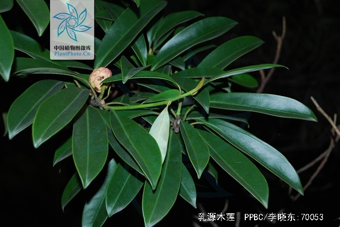 乳源木莲