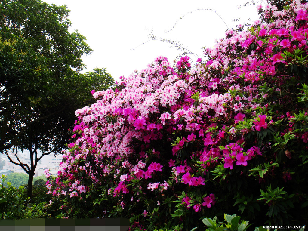  p>春鹃,又名映山红,满山红,山踯躅,红踯躅,山石榴,常绿灌木,高约2米