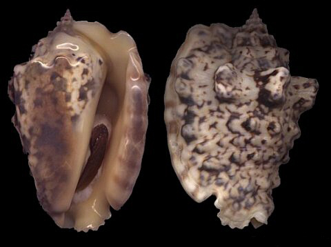  p>粗瘤凤凰螺(学名:lentigo lentiginosus)雌雄异体.