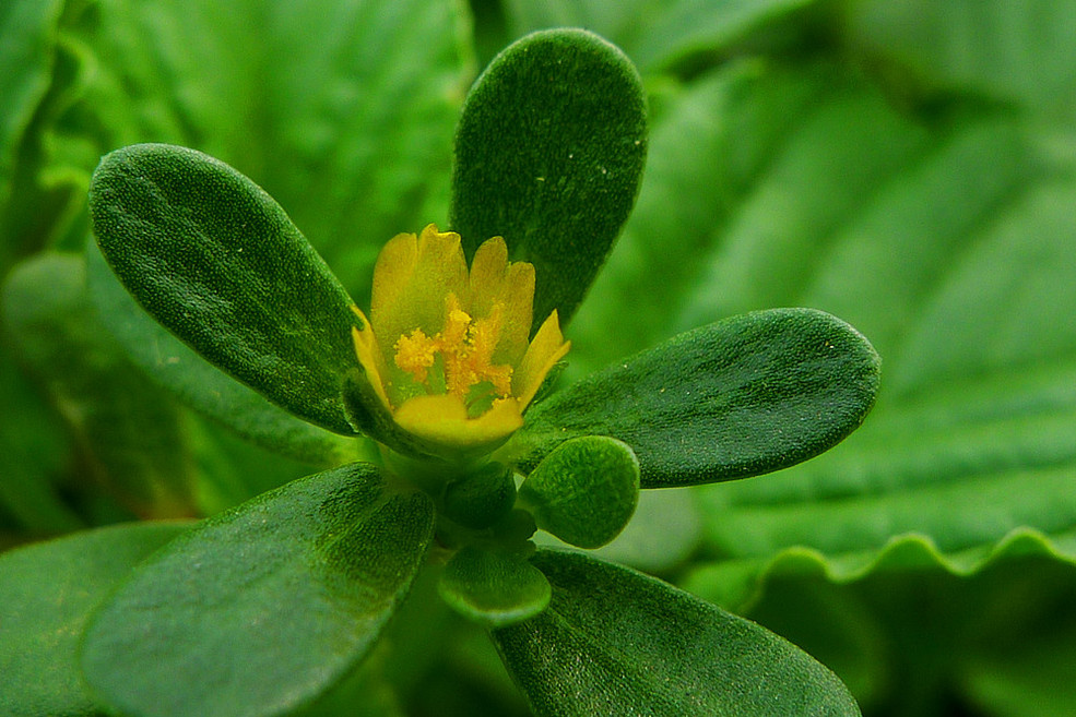  p>马齿苋科(拉丁学名:portulacaceae)是 a href="#" data-lemmaid="