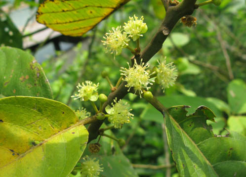  p>假柿木姜子(学名: i>litsea monopetala /i> (roxb.) pers.