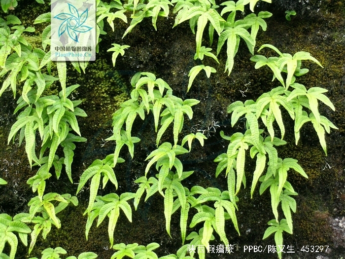 5-2毫米,密被鳞片;鳞片卵状披针形,棕色或基部黑色,顶端渐尖,边缘具