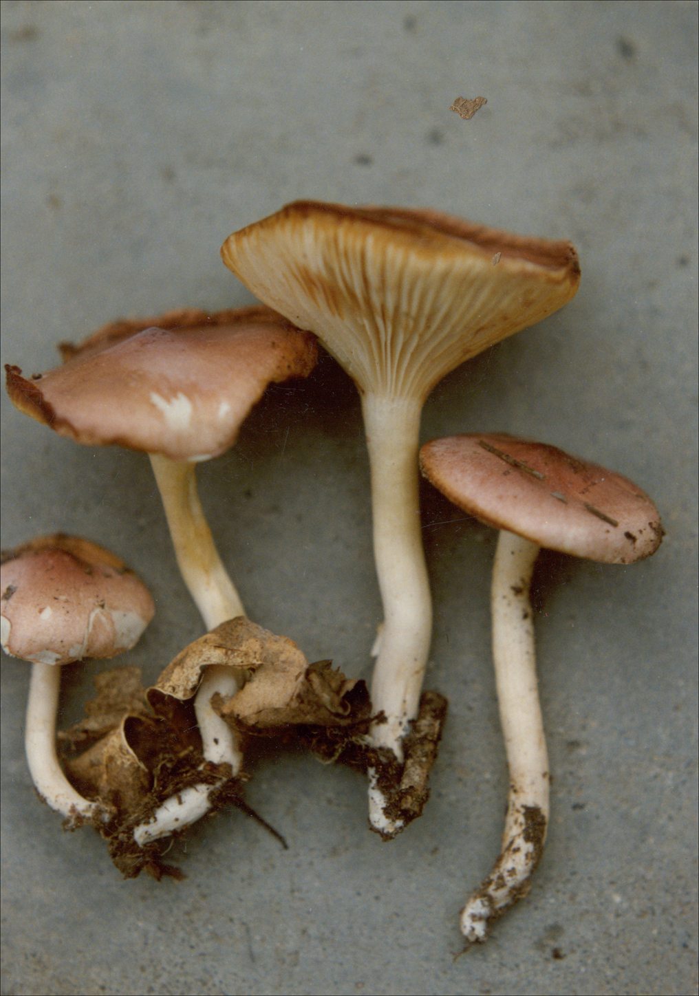 菌盖直径2～10cm,扇形或近扇形,带粉红色,后退为白色,表面光滑