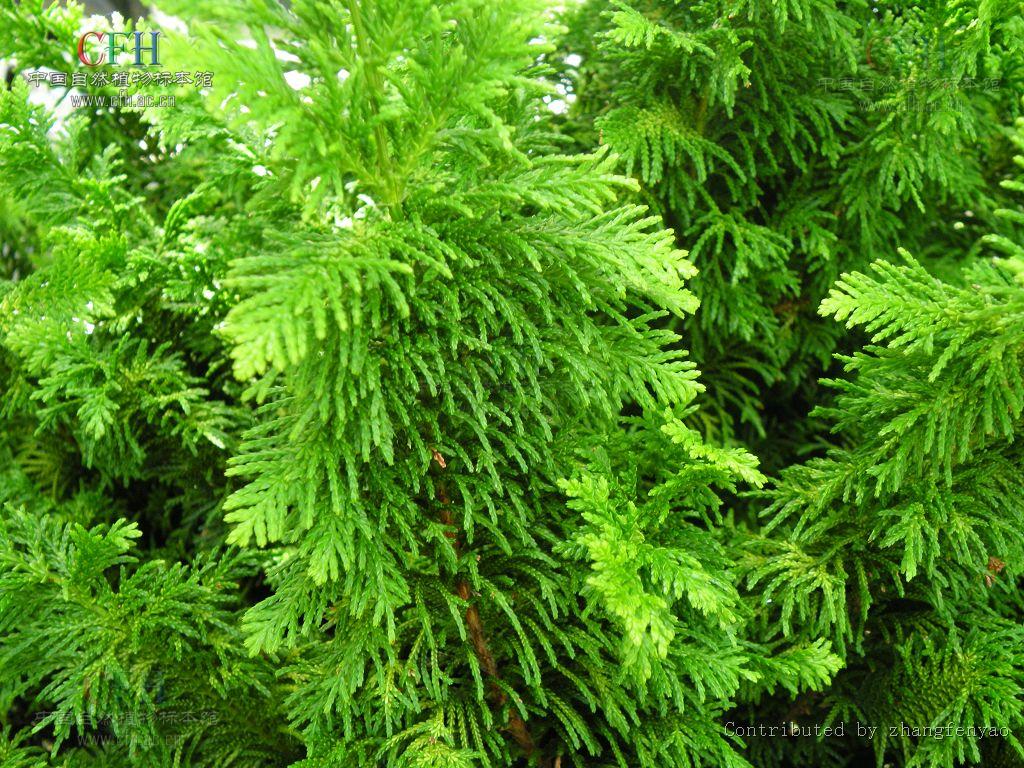  p>chamaecyparis spach  a href="#" data-lemmaid="2853898">扁柏属