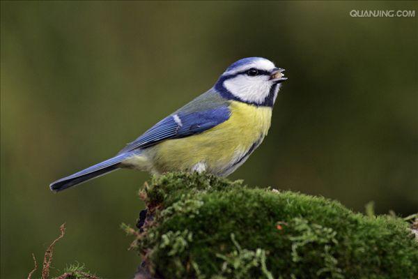  p> a href="#" data-lemmaid="6979791">蓝山雀 /a>(学名: i>