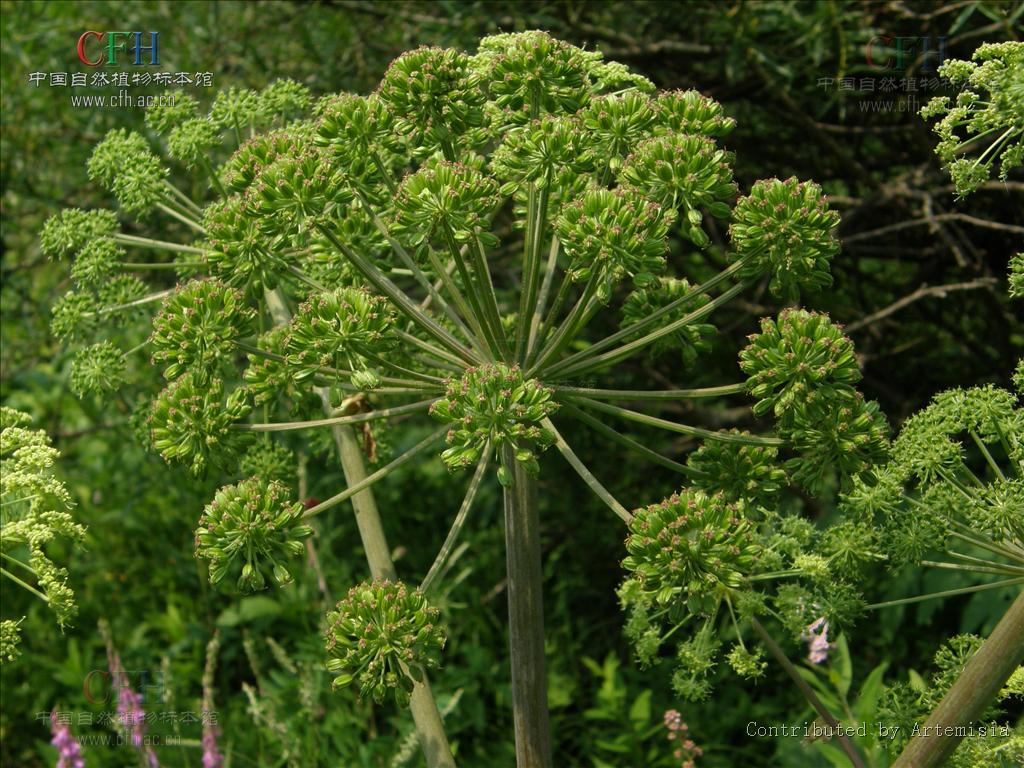 ostericum viridiflorum (turcz.) kitagawa