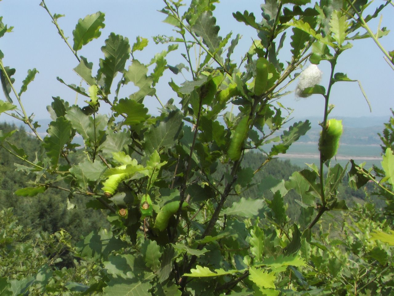  p>柞蚕属野蚕,主要生活在北方,它由人工放养在野外大山柞林之中,它以