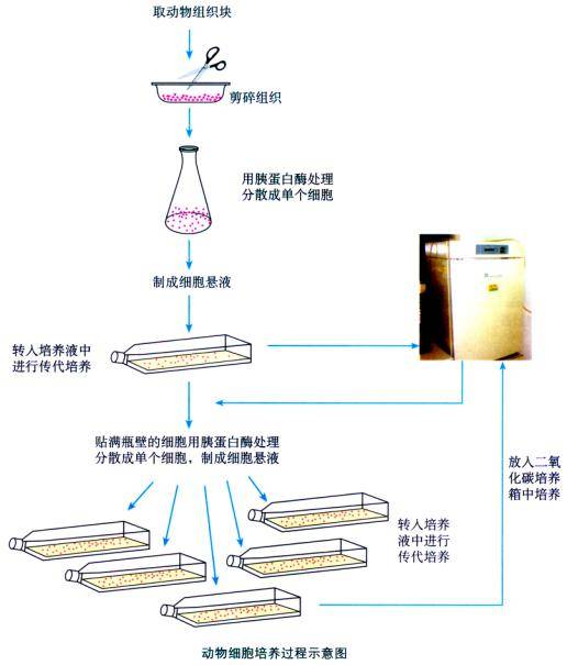 动物细胞培养（生物学技术手段）_百度百科