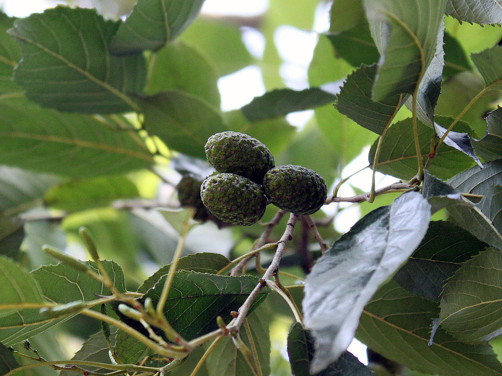  p>日本桤木(学名: i>alnus japonica /i> (thunb.) steud.