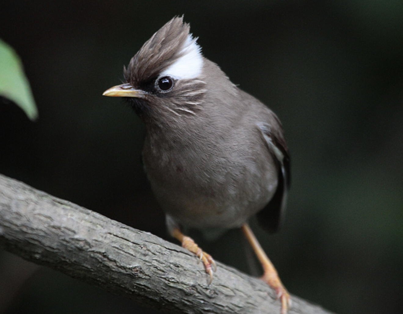  p>白领凤鹛(学名: i>yuhina diademata /i>)是画眉科的一类动物.