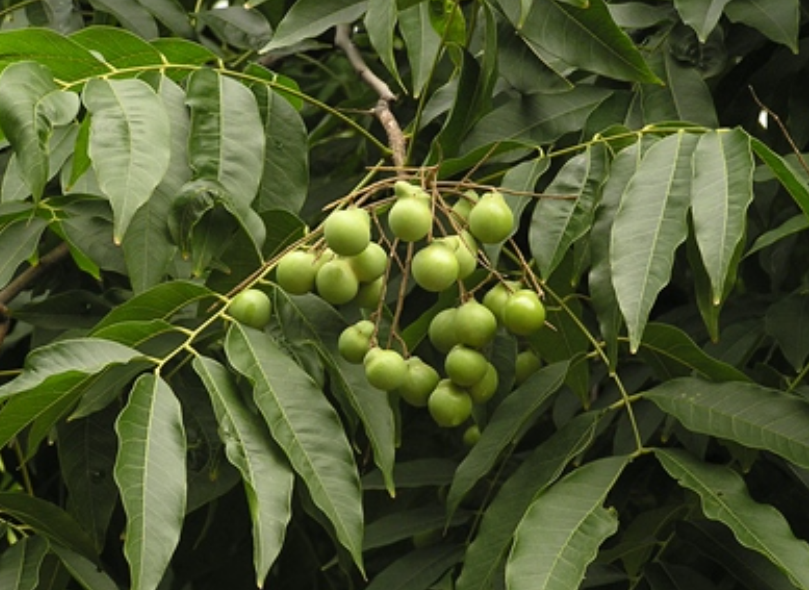 无患子科无患子属木本植物,枝条为嫩绿色,无毛;叶片一般为复叶,嘿少