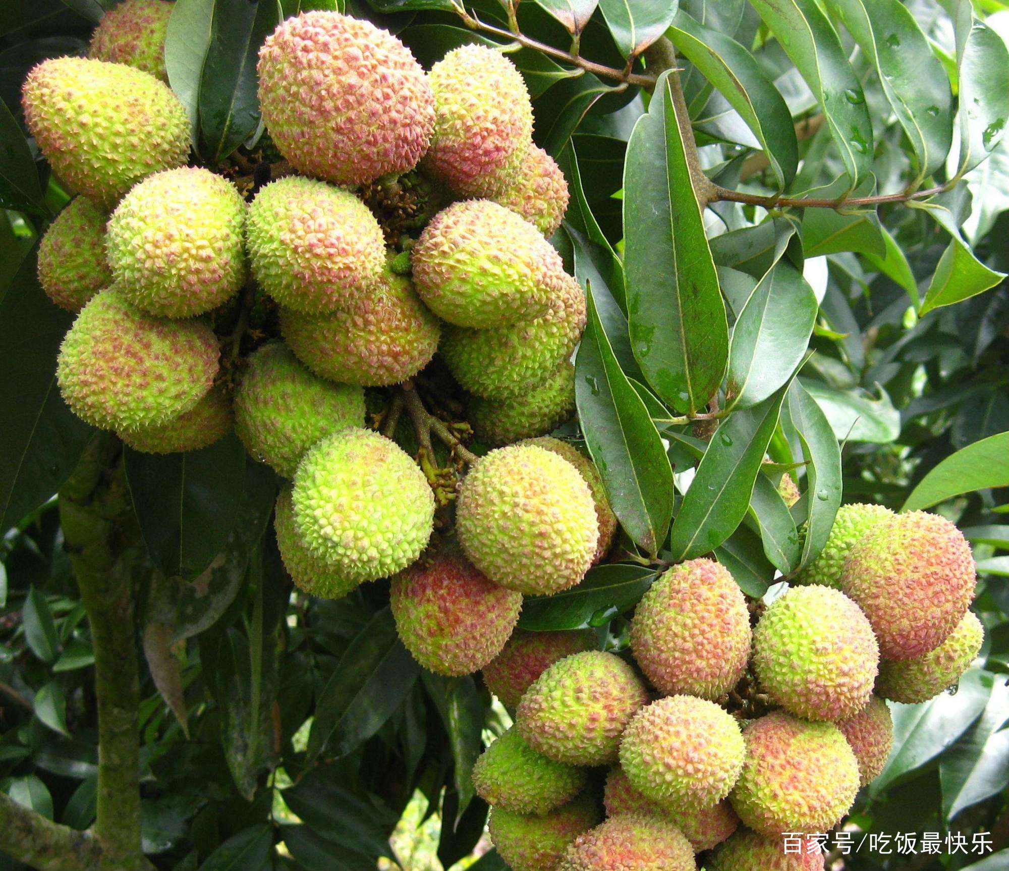 青皮荔枝和红皮荔枝哪个好？四招方法告诉你，避免挑选错_百科TA说
